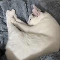 ykchon_062180