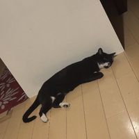 kachofuug0577