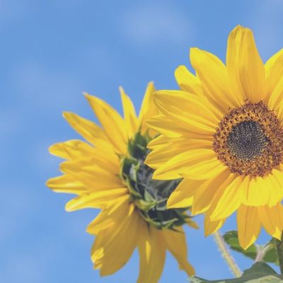【夏の定額ネイル】