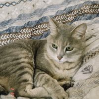 miso.1207