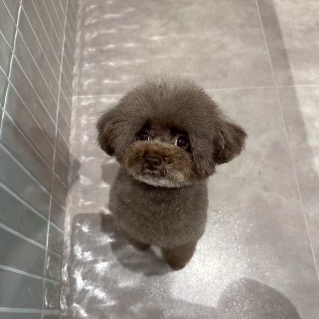maru_DOGMANIA