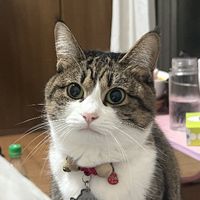 Neko.Peachnail_Shinmatsudo