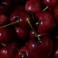 ri_yz8