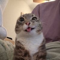 lewlew