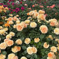 peach246