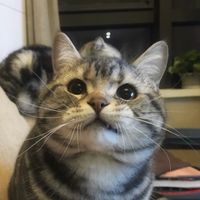 harimoto..