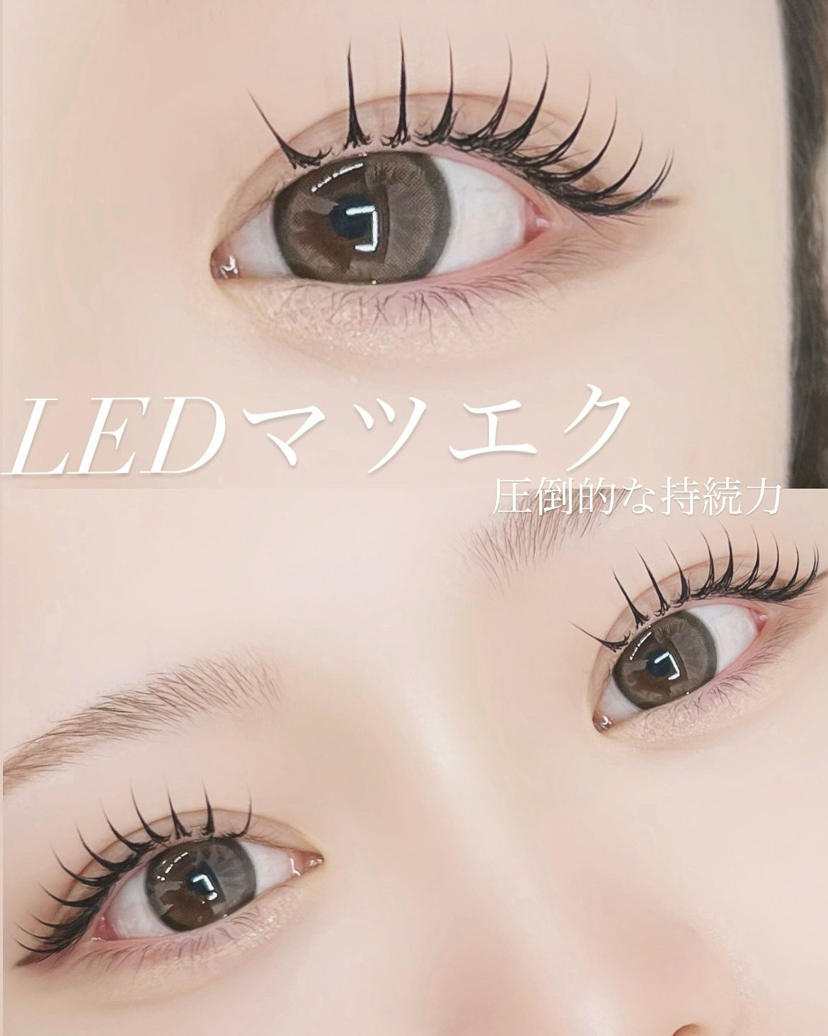 miyuki_daisy
